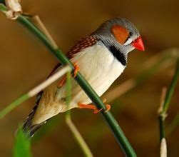 珍珠鳥幼鳥|珍珠鳥(金山珍珠):外形特徵,生活習性,生長繁殖,野生環境,人工環境…